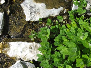 MENTA ACQUATICA 3