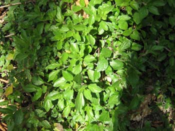PARETARIA